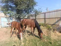 Jument, Thoroughbred horse — photo 4