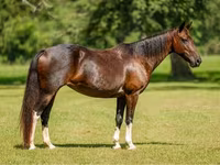 Jument, American paint horse — photo 1