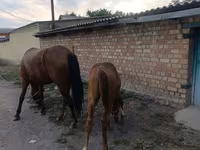 Jument, Thoroughbred horse — photo 4