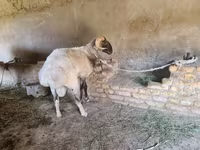 Ram, Rhon sheep — photo 3