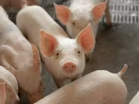 Babi jantan, Дюрок — foto 2