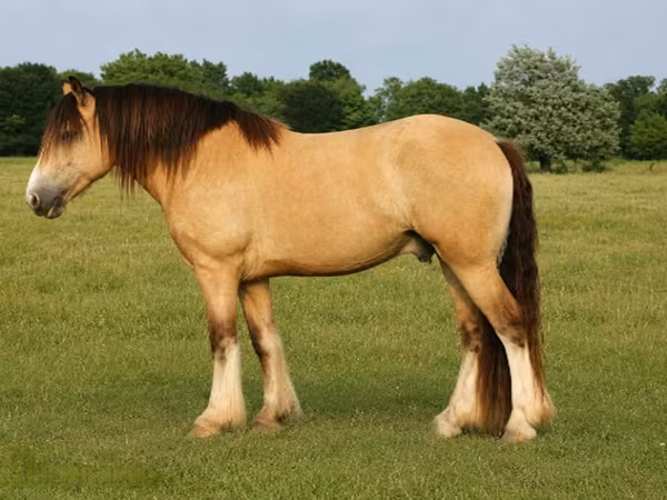 Cheval, Gypsy horse