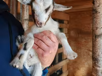 Chèvre, Australian Miniature goats — photo 1