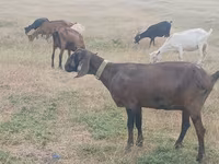 Kambing betina, Nubian Goat — foto 4