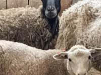 Domba jantan, Katum sheep — foto 8