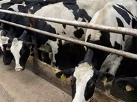 गाय, गोलस्टीन नस्ल — फ़ोटो 1