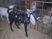 Kambing jantan, Beetal goats — foto 7