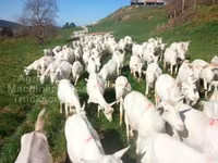 Cabra, Saanen goat — foto 2
