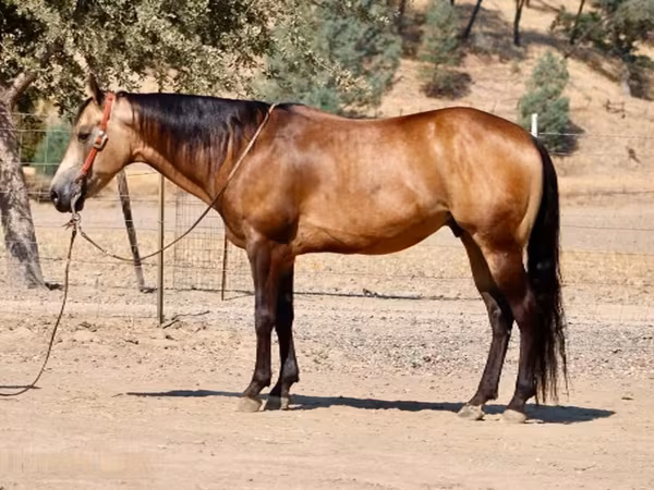Cheval, Quarter Horse