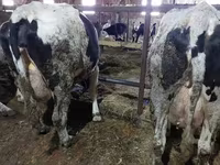 Vaca, Ganado vacuno — foto 2