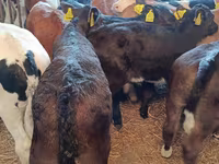 Cow, Limousin cow — photo 3