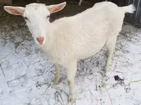 Kambing betina, Saanen goat — foto 2