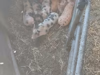 Babi jantan, Дюрок — foto 1