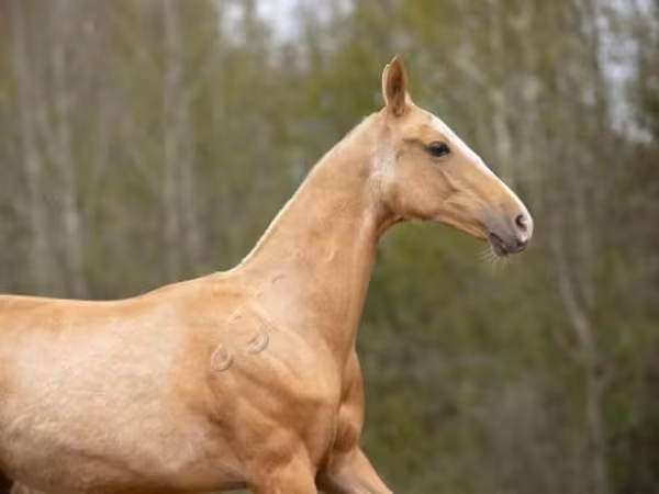 घोड़ा, Akhal-Teke