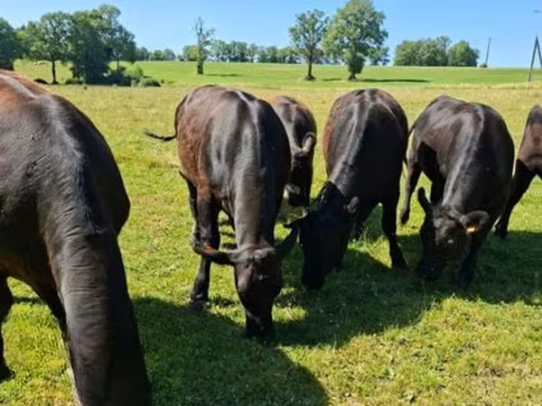 Aberdeen-Angus