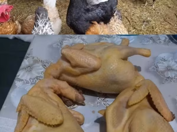 Брахма