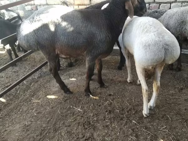 Ram, Sheep