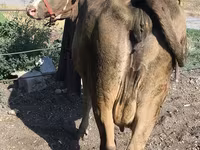 بقرة, سلالة ألاطاووس — الصورة 2