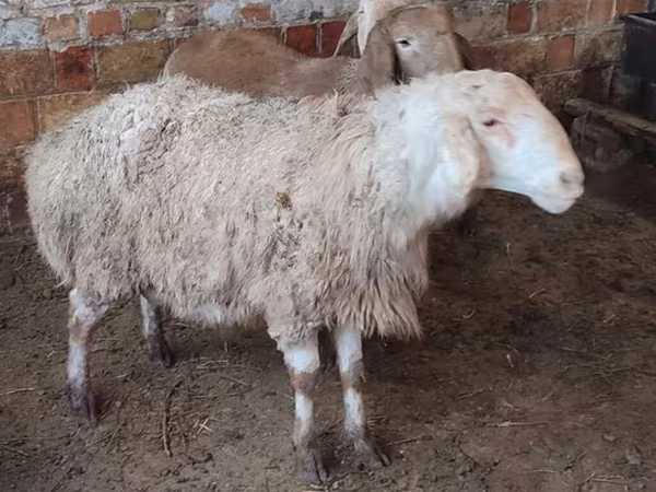 Brebis, West-Siberian mutton sheep