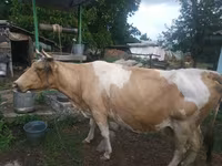 雌牛, Simmental cattle — 写真 2