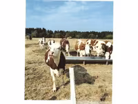 Sapi, Montbéliarde — foto 2