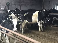 雄牛, Russian Black pied cattle — 写真 4