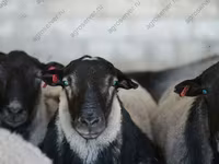 भेड़, Kuibyshev sheep — फ़ोटो 4
