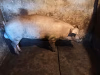 Babi betina, Ландрас — foto 2
