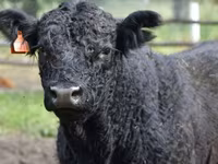 Vaca, Swiss cattle — foto 7