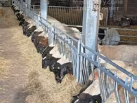 雄羊, Dorper sheep — 写真 5