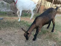 Kambing betina, Saanen goat — foto 3