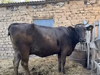 雌牛, Swiss cattle — 写真 2