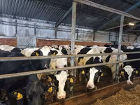 Kuh, Holstein-Rasse — Foto 6