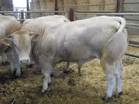 Banteng, Blonde d’Aquitane cattle — foto 3