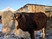 母牛, Hereford — 照片 5