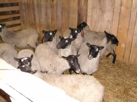 Schaf, Romanov sheep — Foto 1