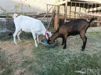 Kambing betina, Saanen goat — foto 2
