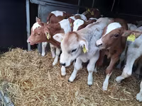 Banteng, Simmental cattle — foto 3