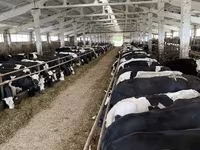 Sapi, Yaroslavl cattle — foto 4