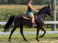 Stute, Przewalski's horse — Foto 7
