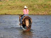 घोड़ा, Quarter Horse — फ़ोटो 8