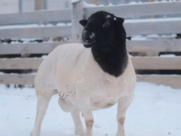 雄羊, Dorper sheep