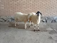 Kambing jantan, Goats — foto 2