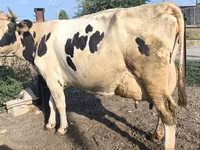 गाय, Swiss cattle — फ़ोटो 6