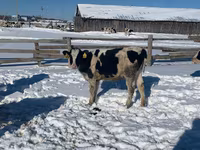 雌牛, Russian Black pied cattle — 写真 2