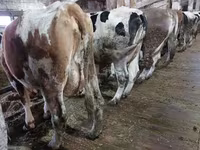 Vaca, Ganado vacuno — foto 1