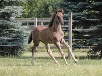 Caballo, Rocky Mountain Horse — foto 4
