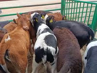 Vache, Vache limousine — photo 4