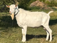 बकरा, Saanen goat — फ़ोटो 1