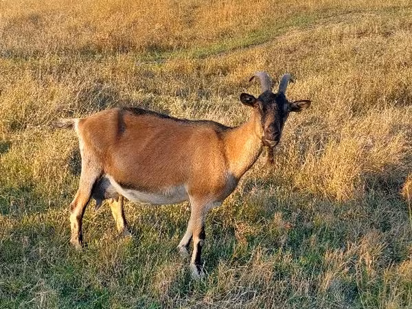 Ziege, Alpine goat